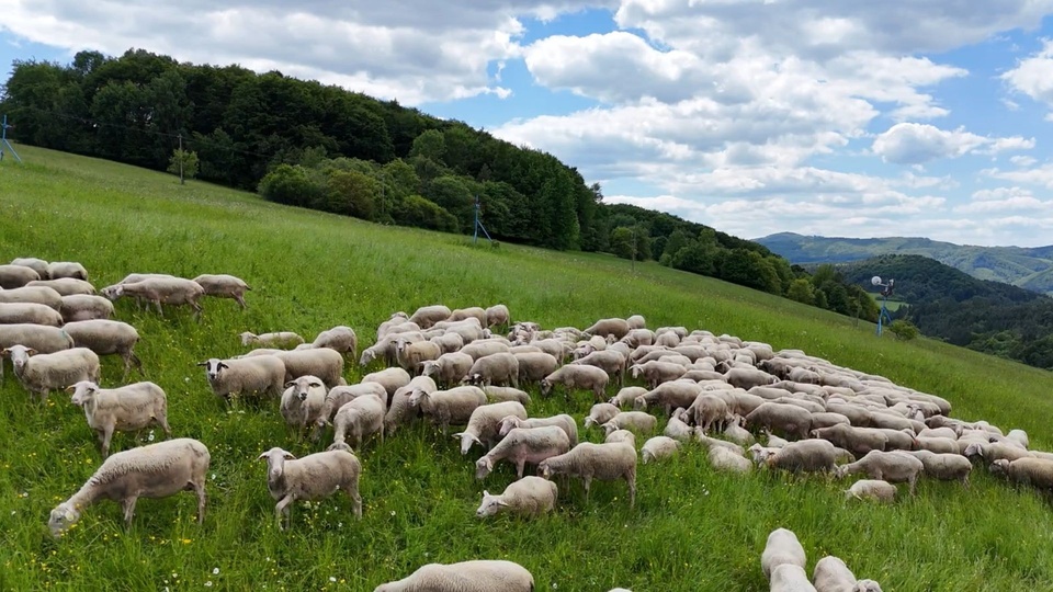 Dokument Salaš Pružina - Oľga Apoleníková