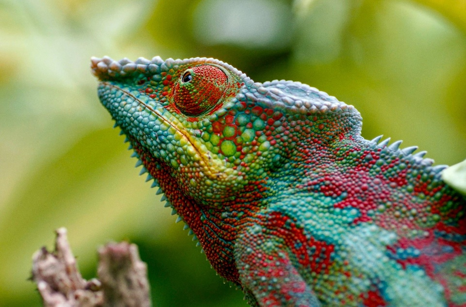 Dokument Madagaskar: Karneval Chameleónov