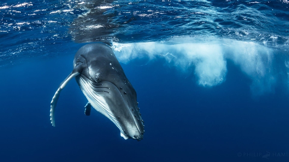 Dokument Les âmes des océans