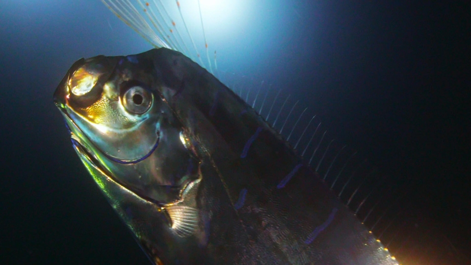 Dokumentarci Divovska morska zmija: Susret s mitskom ribom