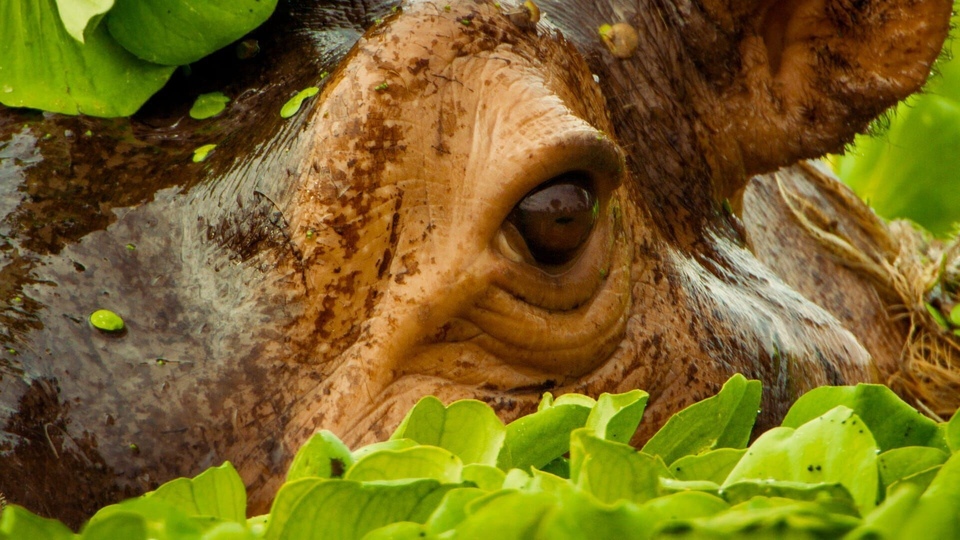 Dokument Des animaux a aimer