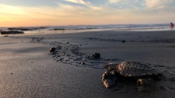 Pláž želv