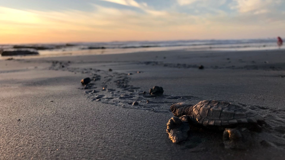 Dokument Pláž želv