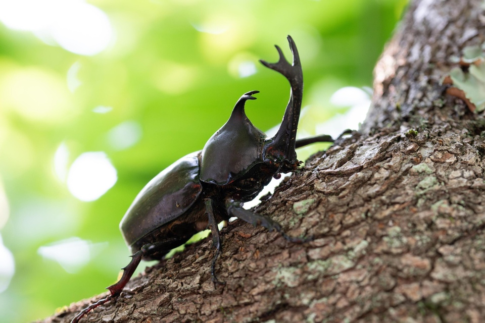 Dokumentarci Ekstremni kukci