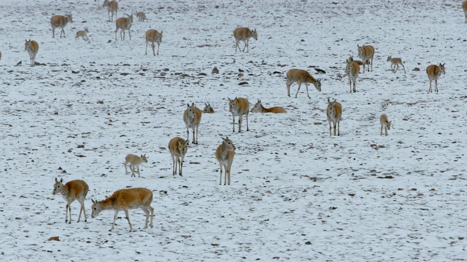 Dokument Les animaux des hauts plateaux tibétains