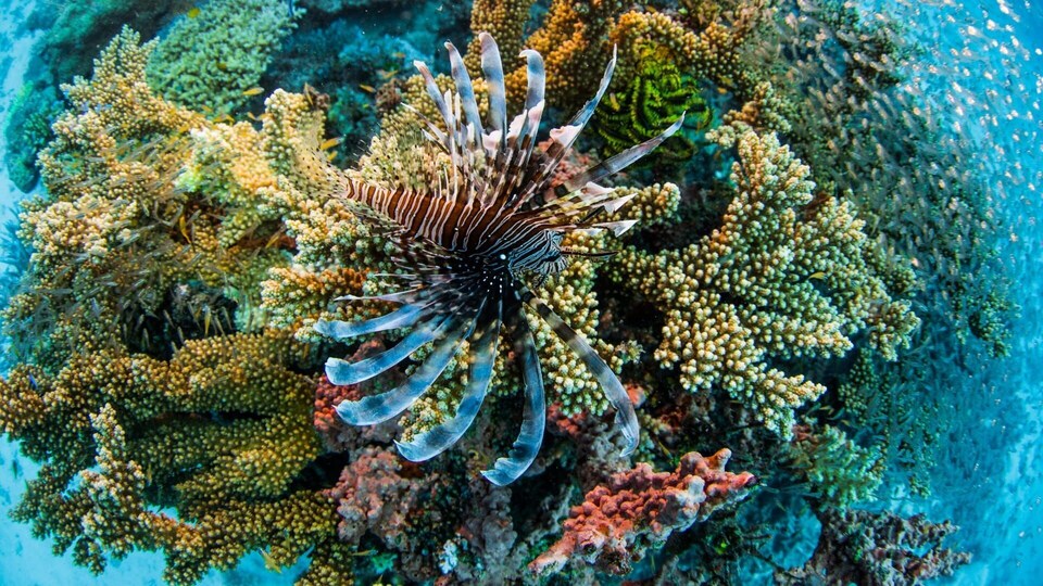 Dokument L'avenir de la Grande Barriere de corail