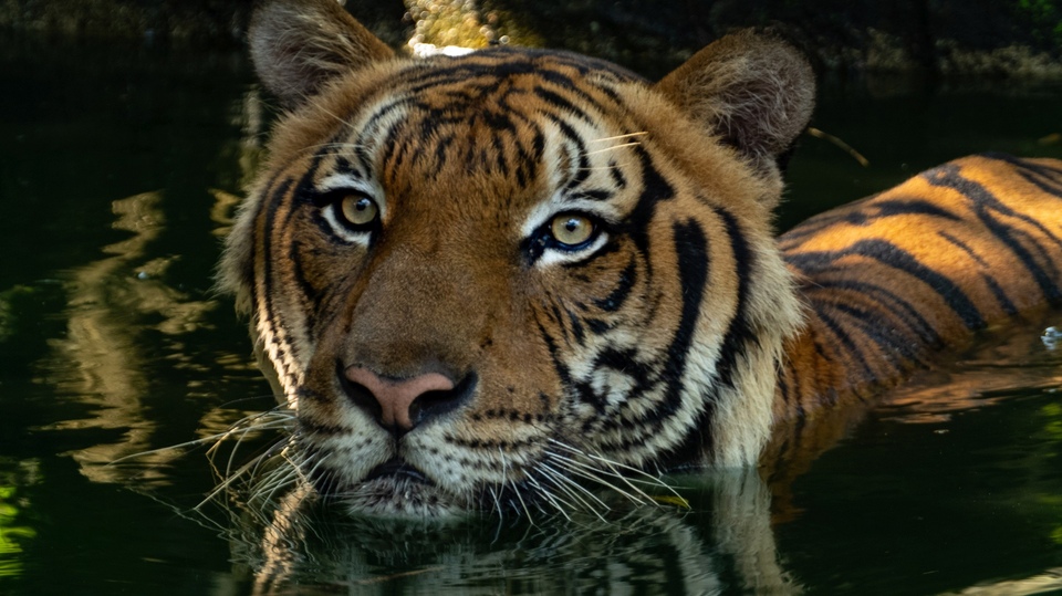 Dokument Poslední tygři malajští
