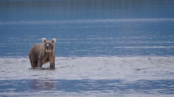 Medvědi z Aljašky