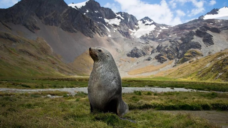 Dokumentarci Divlji život: Otok uskrsnuća