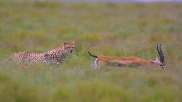 Planeta wielkich kotów