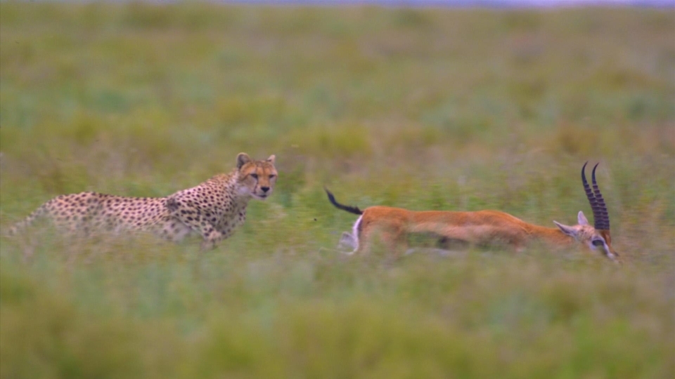 National Geographic Wild