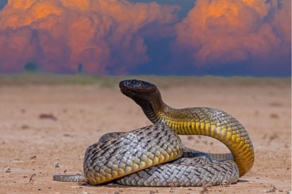 Змії. Таємниці найбільш смертоносних створінь на землі