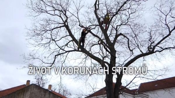 Život v korunách stromů
