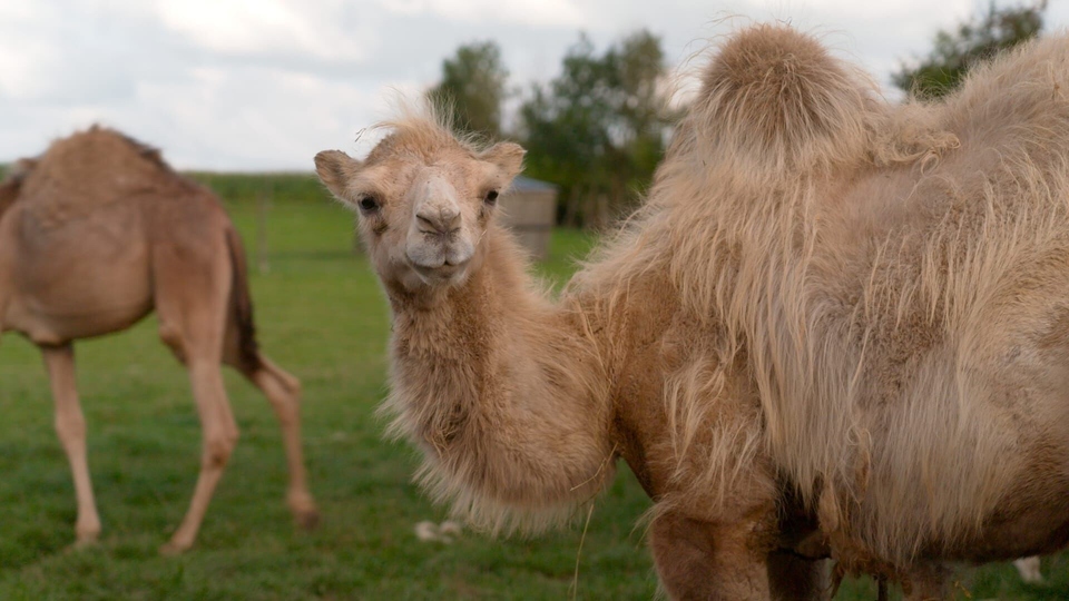 Documentary Julien, un chamelier chez les Ch'tis