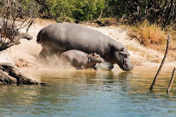 Viktoriiny vodopády: Africká rajská zahrada