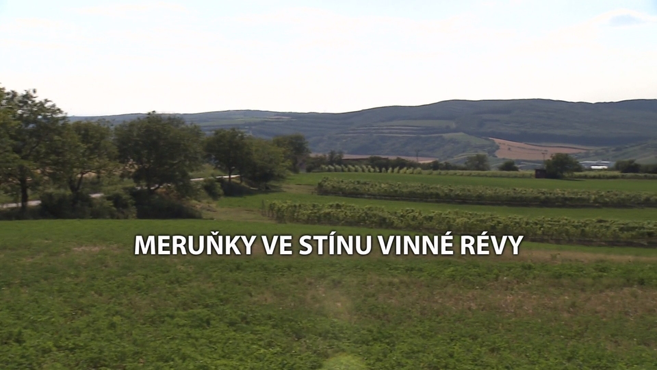 Documentary Meruňky ve stínu vinné révy