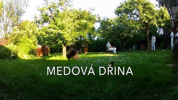 Medová dřina