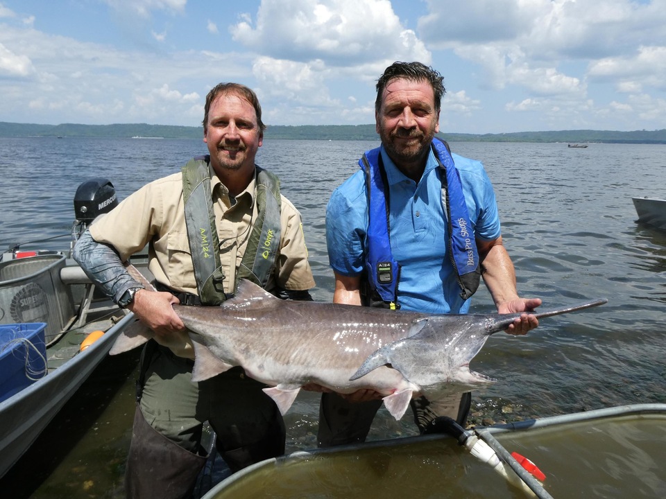 Документ Velike pustolovine: Mississippi s Nickom Knowlesom