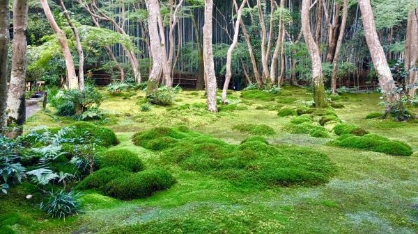 Njezino veličanstvo mahovina