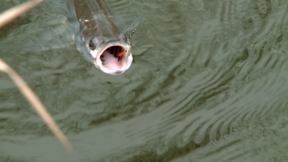 Documentary Dámy a ryby v rozmarném jaru