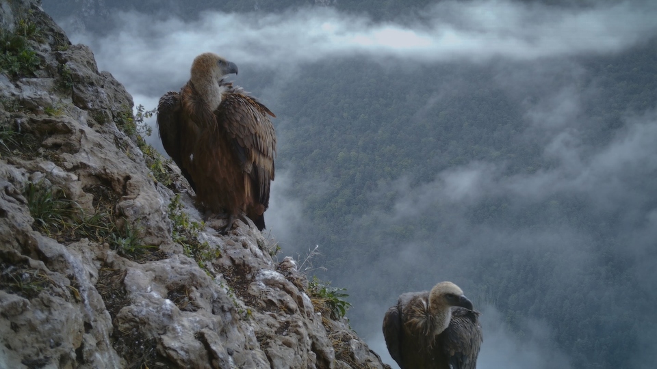 Документ Pevnost supů