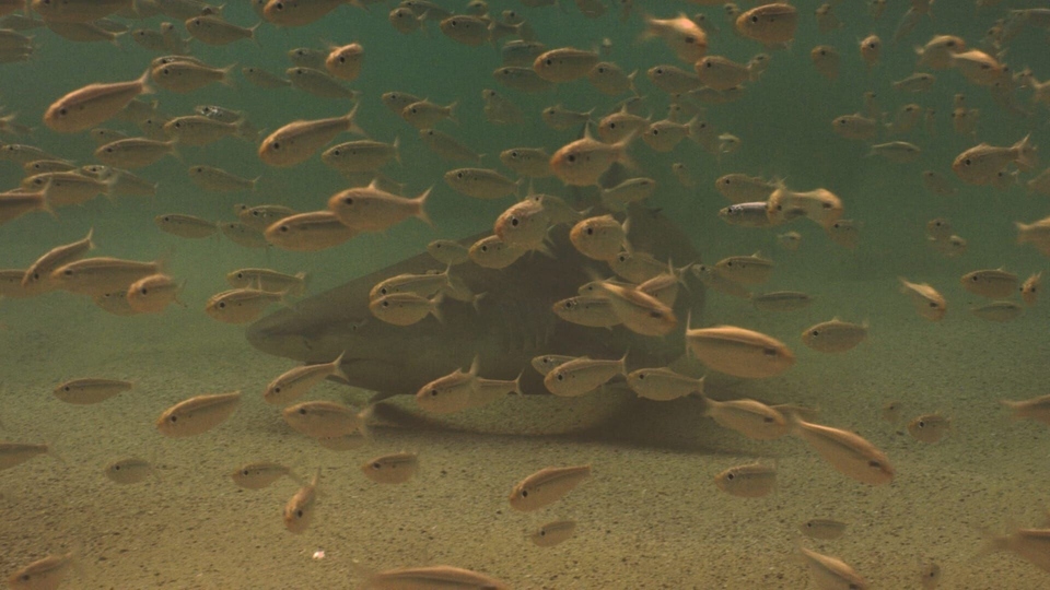 Dokument Requin, le mangeur de sable
