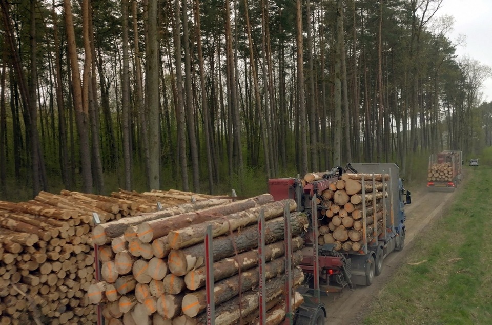 Dokument Ikea: Požierač lesa
