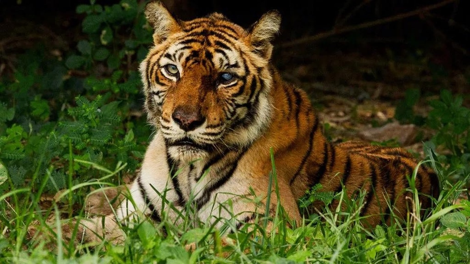 Dokumentarci Najslavniji tigar na svijetu