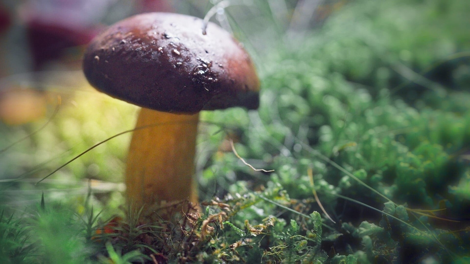 Dokument Le monde extraordinaire des champignons