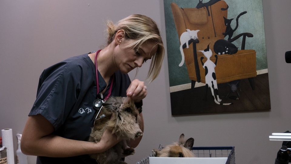 Dokumentarci Doktori iz Heartlanda, DVM: Opet štene!