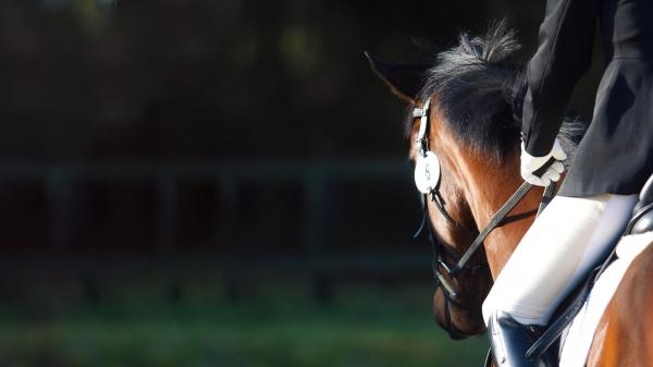 Jahanje - Eventing Nations Cup Belgia