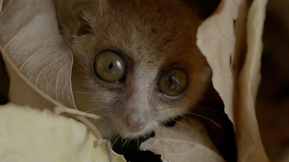 Documentary Neznámý Madagaskar