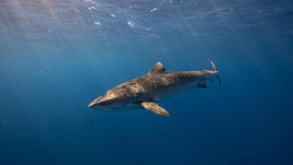 Sekrety rekinów z Maui