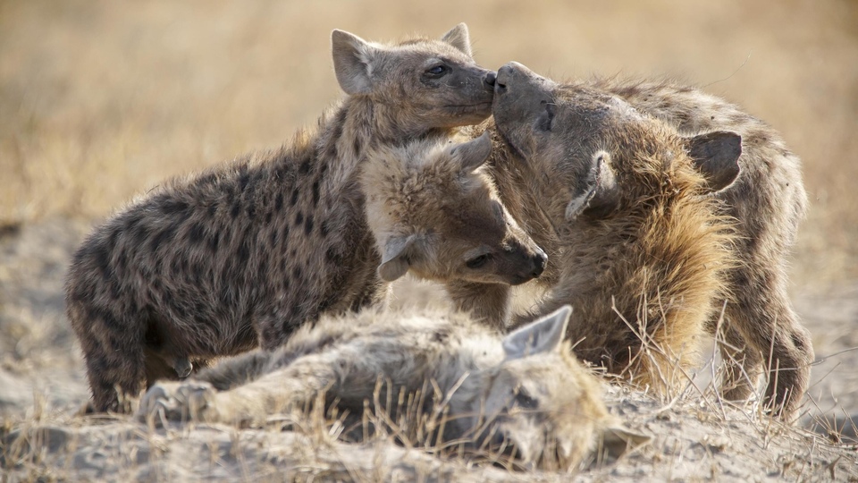 Документ Prve dame prirode