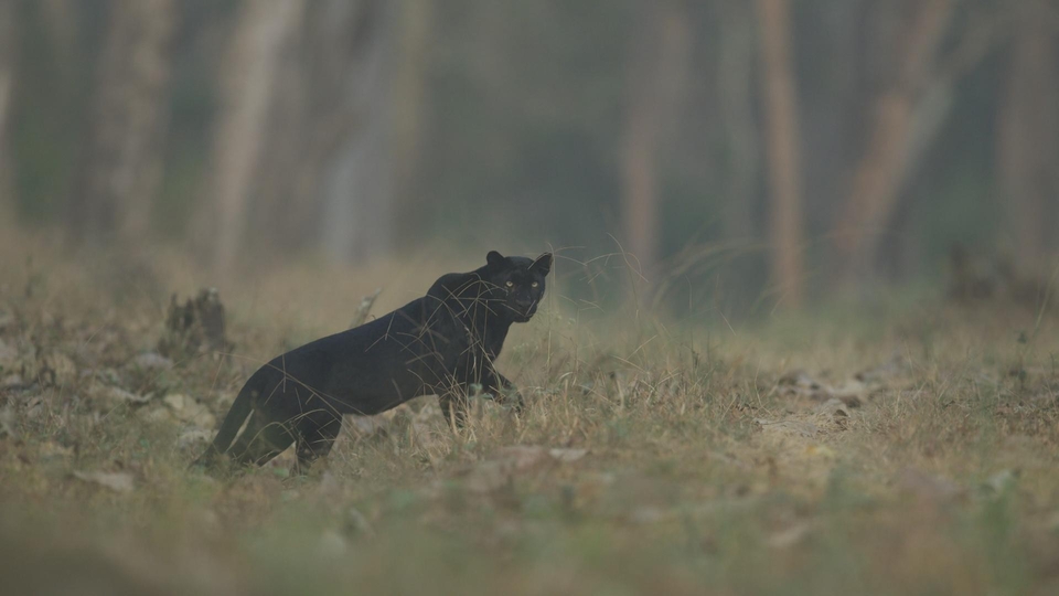 Documentary Czarna pantera