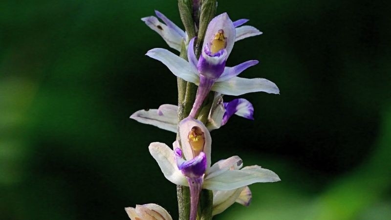 Dokument Jak rostou orchideje