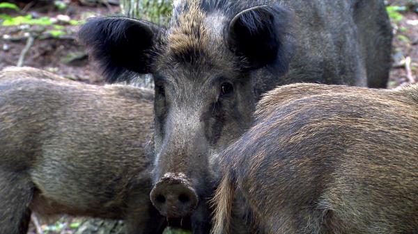 Dzik: wielki powrót