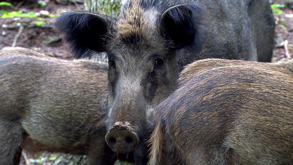 Documentary Dzik: wielki powrót