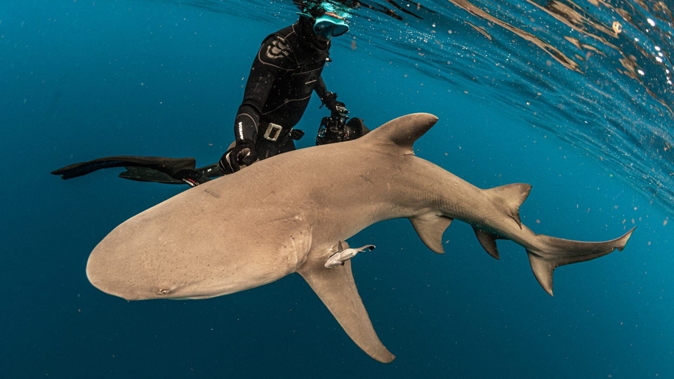 Документ Requins, l'aventure secrete