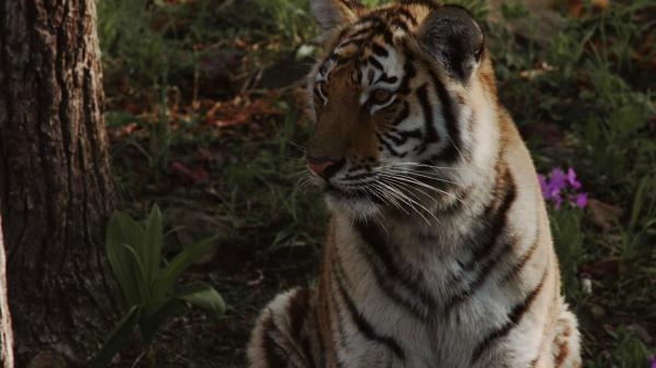 Tigre de Sibérie, seigneur sans frontieres