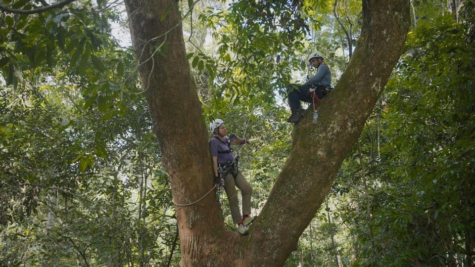 Dokument Latające rzeki Amazonii