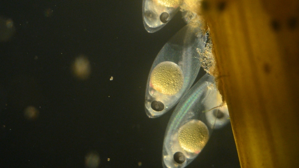 Documentary Csendes gyarmatosítók