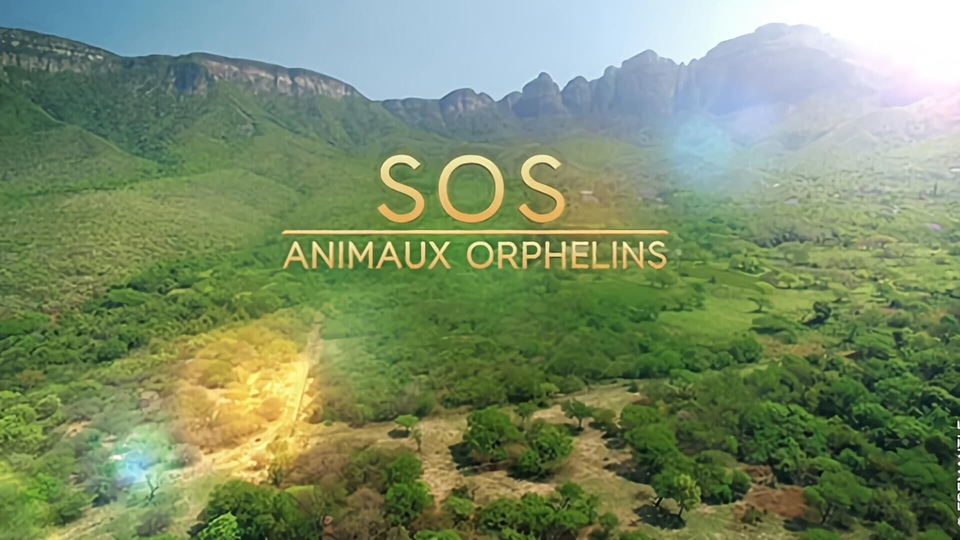 Документ SOS animaux orphelins