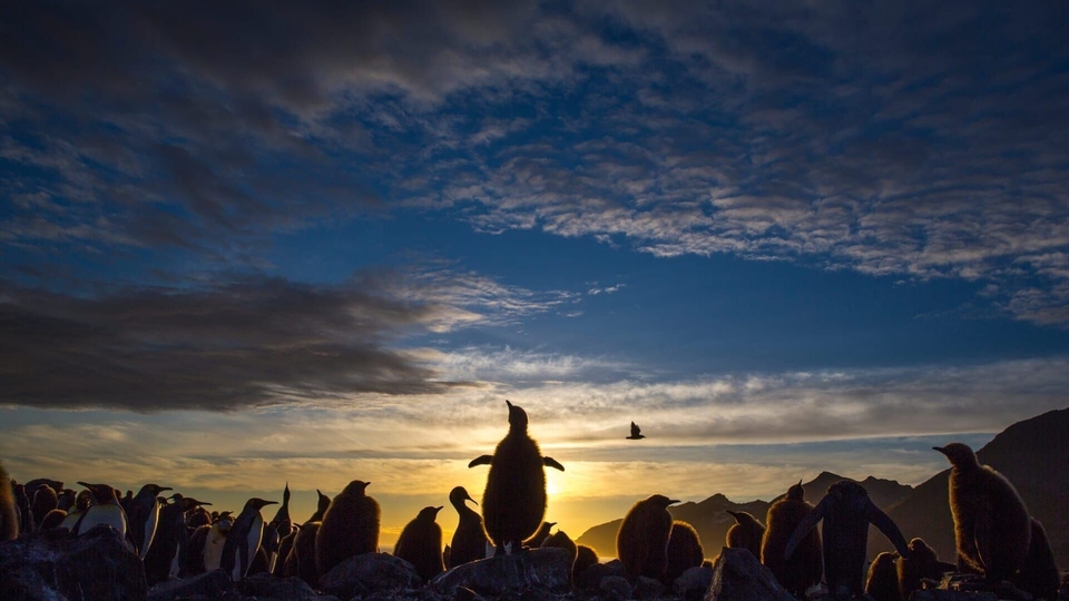 Документ Une planete, sept mondes sauvages