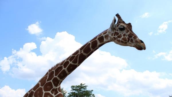 Sekrety zoo: po dzikiej stronie