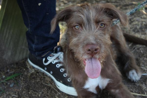 Oprava zvířecích útulků - speciál