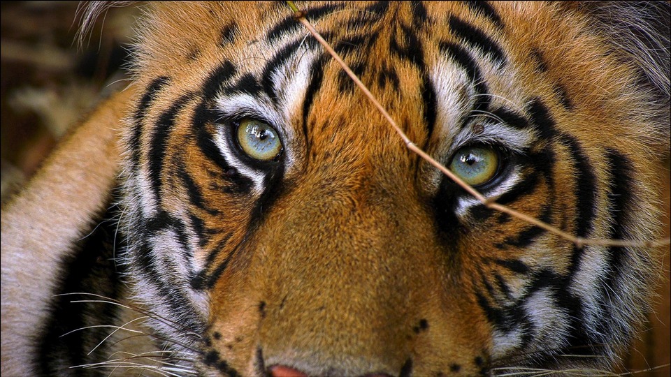 Dokumentarci Nasljeđe tigrova