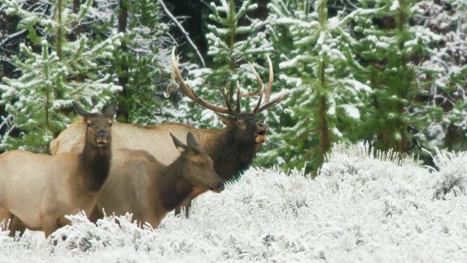 Dokument Zápisky z&nbsp;Yellowstonu