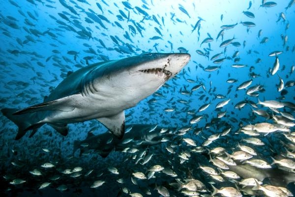 Sharktacular 2016