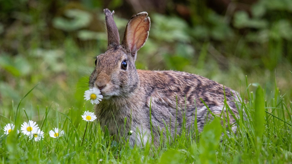 139 dokumentów przyrodniczych online